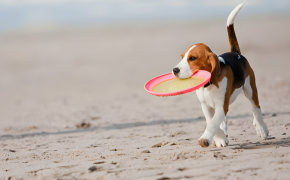 Ley de Bienestar Animal en España: ¿Cómo llevar a tu mascota a la playa? Ley de Bienestar Animal en España